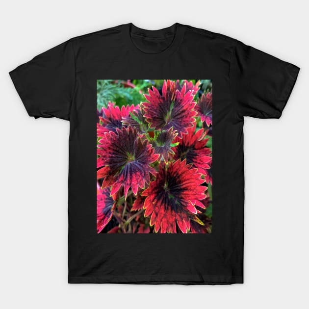 Coleus Plant Leaves T-Shirt by likbatonboot